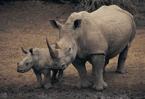 Black Rhino